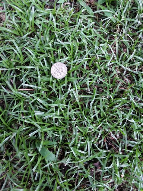 Need Help Identifying Grass In My Lawn Lawn Care Forum
