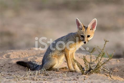 Cape Fox Stock Photo Royalty Free Freeimages