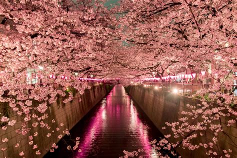 When To See Japans Cherry Blossom Trees In Full Bloom