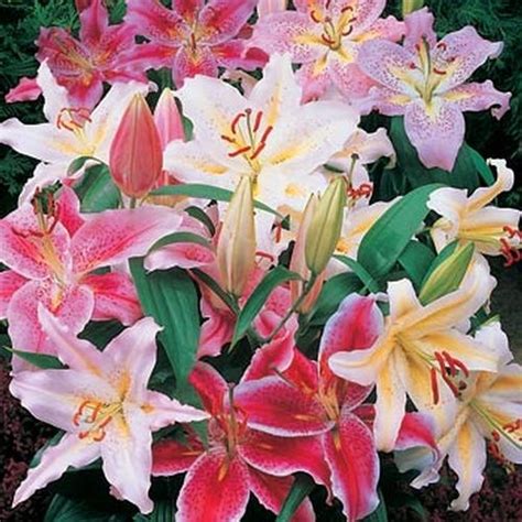 Hybrid Asiatic Lilies Assorted Wholesale Blooms By The Box