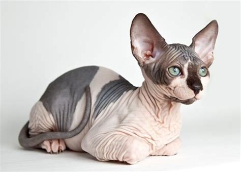 40 Amazing Hairless Sphynx Cat Pictures Chat Sphinx Sphinx Cat Large