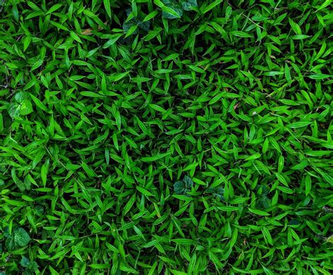 Best 500 Grass Pictures Download Free Images On Unsplash