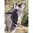Grevys Zebra Trust Helping Save During Kenyas Drought