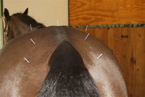 Equine Atrophy in the hind end - HolisticHorse.com
