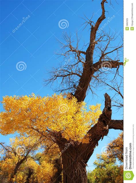 Golden Yellow Poplar Tree And Blue Color Sky Stock Image Image Of
