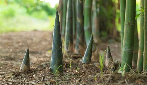 Bamboo Shoots And Its Products Cultivator Phyto Lab