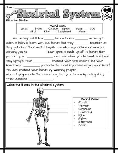 Skeletal System Worksheets With Answers