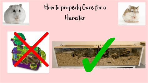How To Properly Care For A Hamster Part One🐹🐹 Youtube