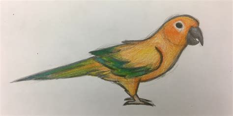 Sun Conure Drawing At Explore Collection Of Sun