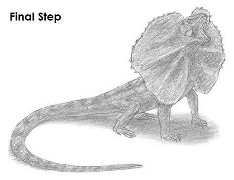 How To Draw A Frilled Neck Lizard