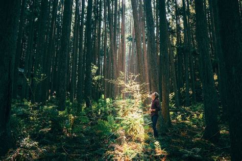 What Is Forest Bathing Where To Go On A Pilgrimage In Japan