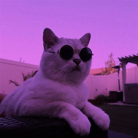 Cat With Glasses On Tumblr