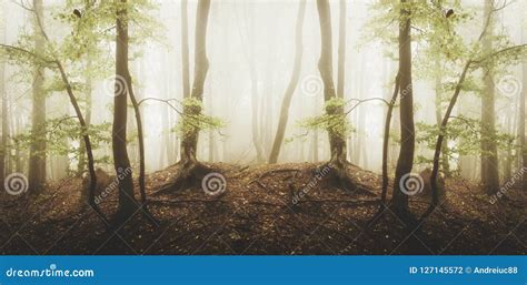 Surreal Forest With Fog And Green Foliage Stock Photo Image Of Light