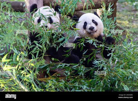 2 Giant Pandas Stock Photo Alamy