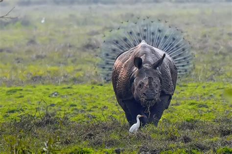 Finalists Of The 2018 Comedy Wildlife Photography Awards Petapixel