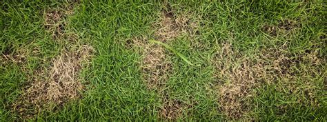 Avoiding Brown Spots In Your Yard Lawn Care Services Springfield Mo