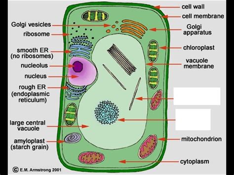 😍 What Are Plant Organelles Cell And Organelle Notes 2019 01 20