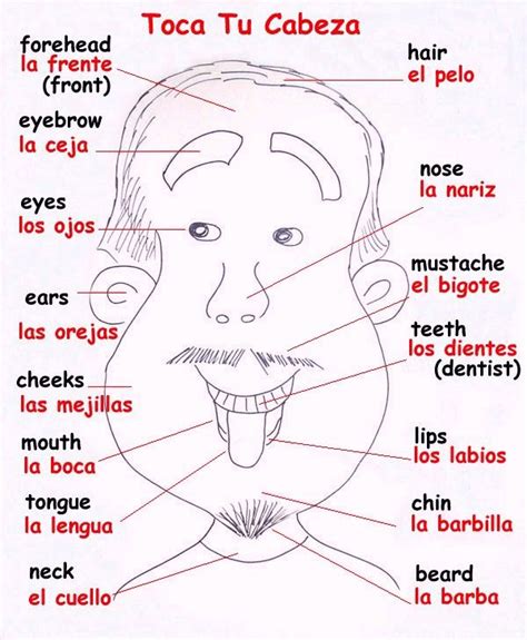 Partes De La Cabeza Partes Caracuerpo Spanish Language Learning