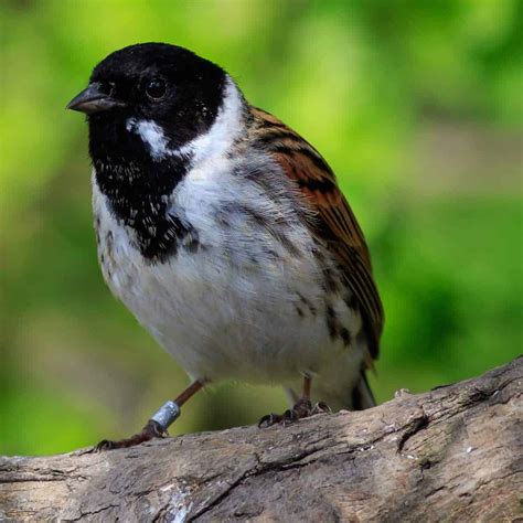 All About The Reed Bunting Gardenbird