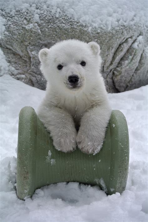 Toronto Zoo Polar Bear Cub Born On Remembrance Day 2015 Named Juno