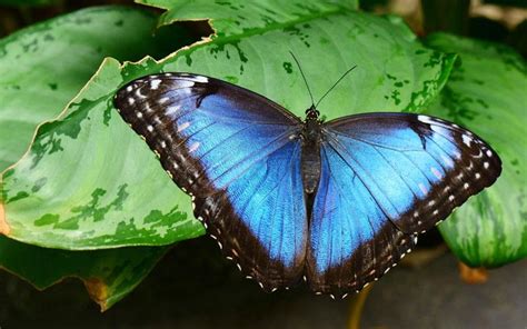 Blue Morpho Butterfly Facts Size Habitat Pictures