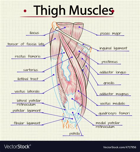 Human Thigh Muscles Royalty Free Vector Image Vectorstock