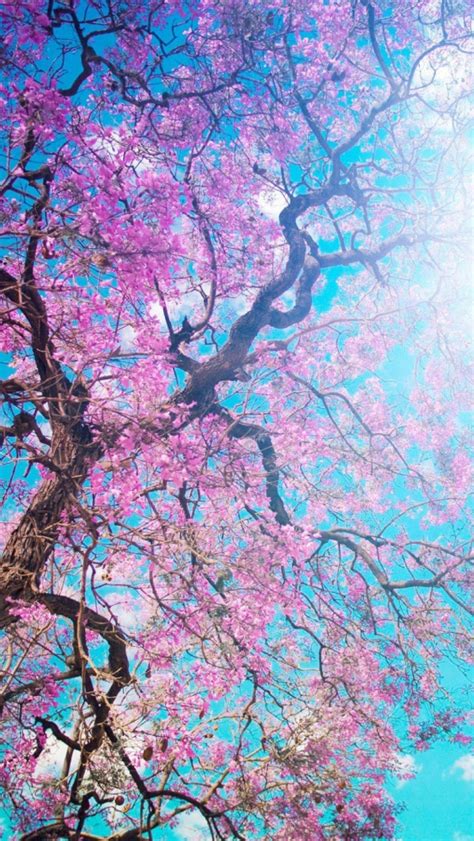 🔥 Download Animated Cherry Blossom Tree Wallpaper By Tracygutierrez