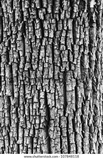 Find Detail Oak Tree Bark Black White Stock Images In Hd And Millions