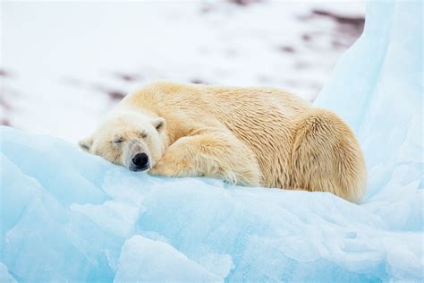 How Adorable Is This Sleeping Polar Bear We Loved Observing This Bear