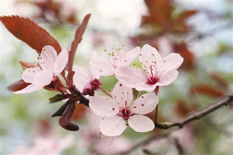 High Quality Image Of Cherry Blossom Desktop Wallpaper Of
