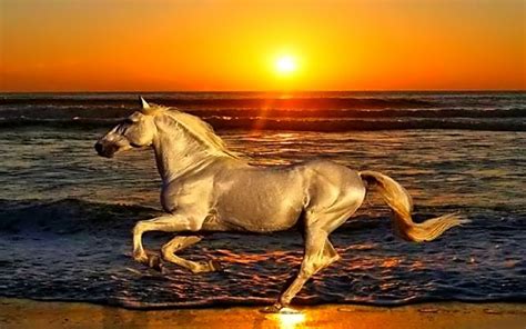 Horses In The Sunset On The Beach Beachsunset Sunset Beach Animals