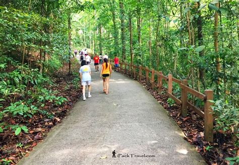 new 10km hike bukit timah nature reserve