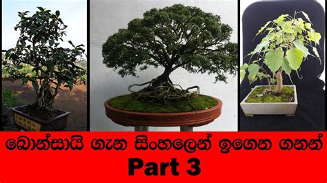 The youngest bonsai artis in sri lanka. Bonsai Sinhala. How to Make a Bonsai Tree, Step by Step ...