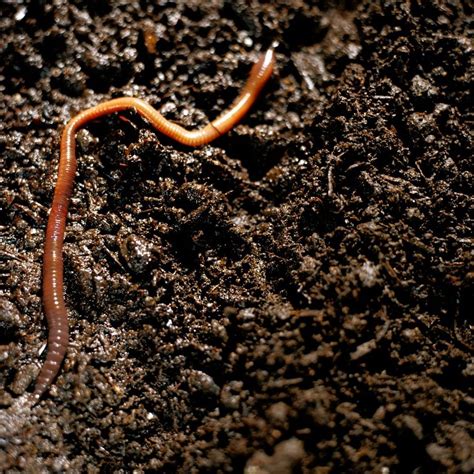 Humble Earthworms Are Highly Beneficial To Your Soil