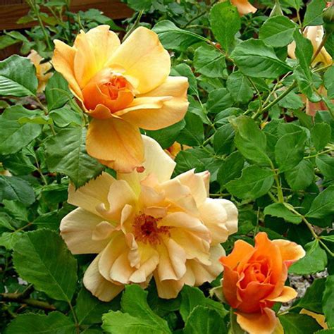 Autumn Sunset South Pacific Roses