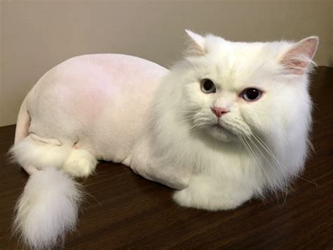Or better yet not at all #cat adventures #pixie #spock. Persian Cat With Lion Cut