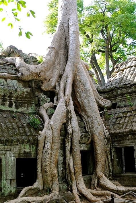 It is so because the water is not available near the surface of earth. Cambodia: places and things (photo blog)