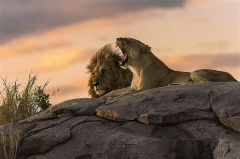African Sunset African Sunset African Animals Lions Photos