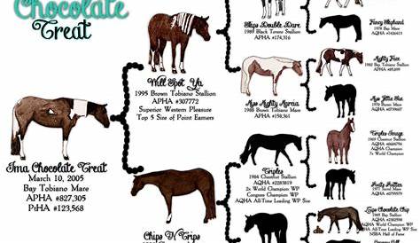 Stall Signs… | Pretty horses, Horse markings, Horse color chart