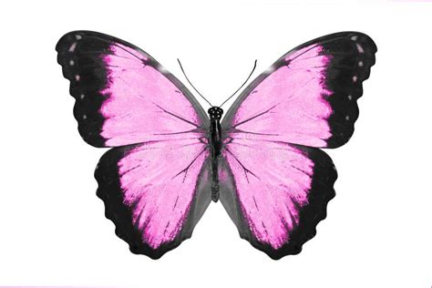 Tropical Pink Butterfly Isolated On White Stock Photo Image Of