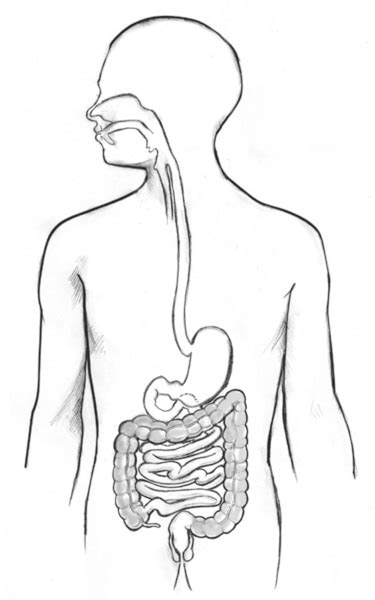Digestive Tract Within An Outline Of The Top Half Of A Human Body