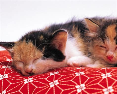 Sleeping Kittens Kittens Cutest Cute Animals