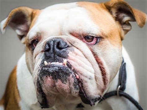 How To Get Rid Of And Prevent Bulldog Wrinkle Infections Pethelpful