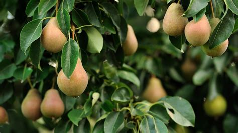 How To Grow And Harvest Pears Pear Tree Care Guide 2022 Masterclass