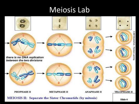 Ppt Investigation Cell Division Mitosis And Meiosis Powerpoint The Best Porn Website