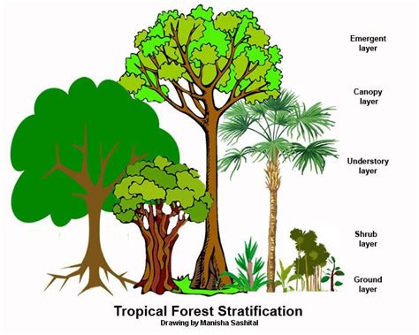 An Electronic Botanical Glossary Rainforest Plants Botanical Terms