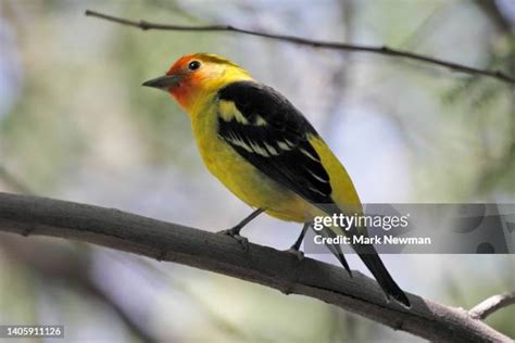 Western Tanager Photos And Premium High Res Pictures Getty Images