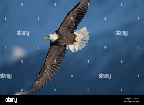 Usa Alaska Homer Bald Eagle Haliaeetus Leucocephalus In Flight