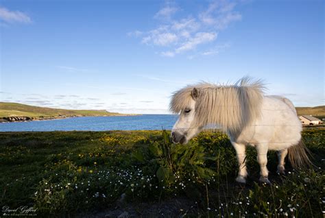 White Shetland Pony David Ford Photography
