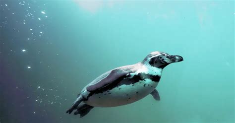 When Where And How To Scuba Dive With Penguins Best Spots